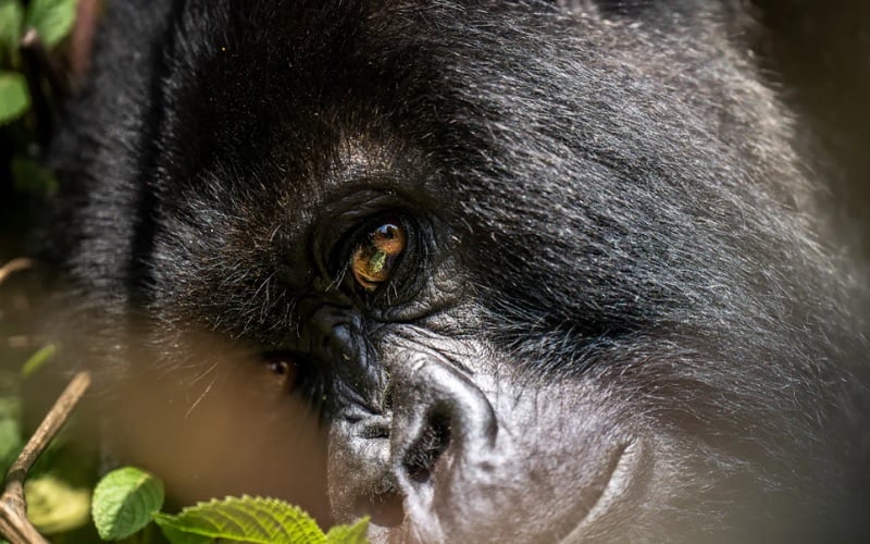 7 Day Land of a Thousand Hills Rwanda Gorilla & Safari Tour